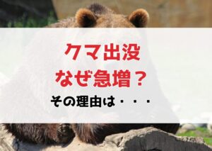 熊の出没が増加中！出没が増えているのはどうして？5つの理由と私たちができる対策
